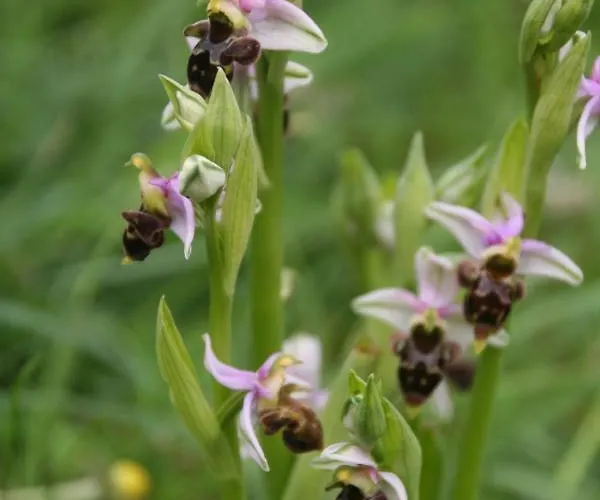 Bed & Breakfast Les Trois Collines