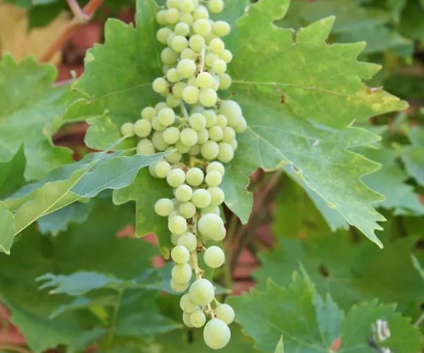 Les Trois Collines * Saint-Cybranet